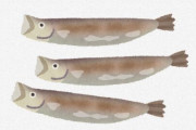 「ししゃも」とかいう受刑者しか食ってない魚ｗｗｗｗｗｗｗｗｗｗｗｗｗｗｗ