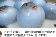 気まぐれクックさん、フグの腹に水をパンパンに詰めてしまう