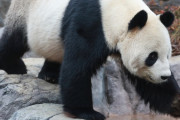 【議論】中国と戦争になったらパンダはどうなるの？
