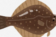 ヒラメよりカレイの方が人気あるよな。なんでみんなカレイの煮付けが好きなの？