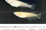 【悲報】メスのメダカさん、オスを拒絶しメスに求愛