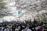 【画像あり】韓国人「桜を愛する韓国国民」汝矣島桜並木に１日だけで「10万人」が殺到！　韓国の反応