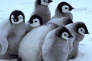 ペンギンについて知ってること