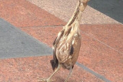 【画像】JR新宿駅前、世界に2000羽いるかいないかと言われている絶滅危惧種の鳥が見つかる