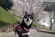 【画像多め】うちの柴犬と満開の桜です…略して「柴桜」www