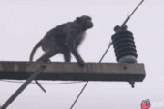 【?通電?】お猿さん、鳥の真似をして電柱に登り無事死亡?