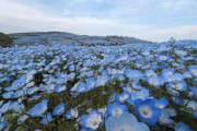 「ネモフィラの花畑は日本以外では珍しい！」親日外国人が風景を愛でるスレ