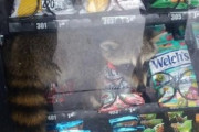 アライグマさん、自販機で売られる