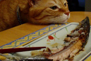 猫は自ら魚を捕らえることができないのに、なぜ魚が大好物なの？