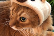 【ねこ画像】猫さん達から新年のご挨拶…なぜか威圧感がすごいですwww