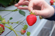 【画像】いちご狩りきたぞ