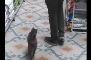 このネコどこの子？ 店内を歩いていたら、猫がずっとついてくるんだけど…