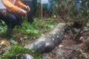【インドネシア】行方不明の54歳女性、体長6.7ｍのニシキヘビに丸飲みされた状態で発見