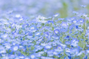 【季節の話題】40万本の外来種ネモフィラが見頃です。おかやまフォレストパークドイツの森