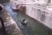 【ポーランド】動物園の檻に乱入した男、ヒグマを溺死寸前に・・・