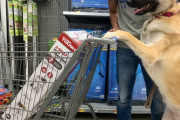 ◆動画◆サッカーとは全く関係ありませんがここでスーパーで買い物カートを押して買い物をする犬を御覧ください