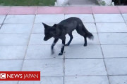 【画像】イギリスで黒いキツネが目撃されるｗｗｗｗｗｗｗｗ
