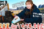 秋元真夏が初めての牛舎見学！愛情たっぷり育てられる「いわて牛」の生産者さんからお話を聞きます！