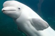 シロイルカのライブカメラ映像がYOUTUBEで公開中。野生のシロイルカたちの動きを観察できるぞ！（カナダ）