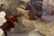 【動画】カニ、エビごときにやられるｗｗｗｗｗｗｗｗｗｗｗｗｗｗｗｗｗｗｗｗｗｗｗｗ