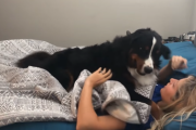 懐っこい大型犬バーニーズマウンテンドッグが、朝のベッドに襲撃してきた！ 海外の反応