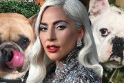 【米】レディー・ガガさん、愛犬の散歩係が撃たれて負傷　フレンチブルドッグ2匹が奪われる…ガガ「犬を返せば50万ドル（約5300万円）出す」