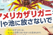 【悲報】ザリガニ「逝きスギィ！」