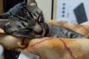 【画像多め】VIPPERから譲り受けた子猫、甘えん坊になるwwww