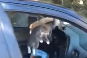 車の中が猫たちの狂宴状態に！開けっ放しの窓から入り込んだ野良猫たち