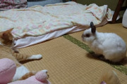 【動画】猫に挑戦するウサギ。踏んづけまくっての攻撃に猫もたじたじｗｗｗｗｗｗｗｗｗｗ