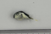 客「嫌ああああああああああああ！パック詰めの釜揚げしらすに他の魚が入ってるぅぅぅぅぅぅぅぅぅぅぁ！！！！！！！」