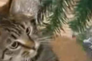 猫がクリスマスツリーをイタズラして困る → 台所にあるミキサーの音は嫌い → こうしてみた…