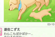 【デレステ】わんこがかわいすぎる問題