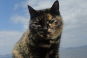 【ねこ画像】海辺のねこ、ふかふかねこ ほか【再】