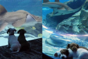 閉館中の水族館で自由にお散歩を楽しむ２匹の子犬がキュート！（アメリカ）