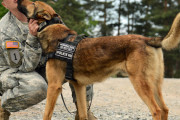 米軍の軍用犬は成犬の持ち込み営業で性格や身体能力が審査される