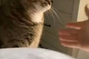 猫に握手を求めた結果ｗｗｗｗｗ