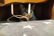 猫が紙袋から出てこない