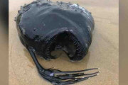 怪物さながらの見た目、深海魚が砂浜に打ち上がる　米カリフォルニア州