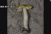 北アルプスで“新種きのこ”発見 まつたけと同じ分類 信州大学