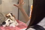【動画】サイコキネシスでUFOキャッチャーを乱獲する女の子が撮られるｗｗｗｗｗｗｗｗｗｗｗｗ