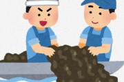 昆布が絶滅の危機。営業休止に追い込まれた昆布専門店も