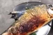 【ネコ】 魚が美味しそうに焼けた。それをどうするの？ → こうします…