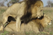 【動画】野生動物の弱者男性の末路がこちら・・・