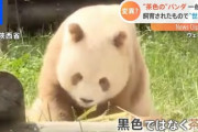 【中国】世界で唯一の飼育された“茶色”パンダ　初公開