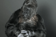 【感動】手話が使えるゴリラ“ココ”が最期に残したメッセージが泣けると話題に