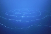 【深海ヤバイ】全長120mの「超巨大なヒモ」に似た生物が発見される！！