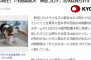 【コロナ】 ネコ同士でも感染拡大 「ペットのネコ、外に出さないで」