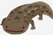中国で絶滅種の「スライゴオオサンショウウオ」、日本で発見される　教授「野生絶滅した種の復活のための救世主になる可能性」