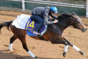 1戦1勝の無敗馬テンピンが皐月賞に出走！